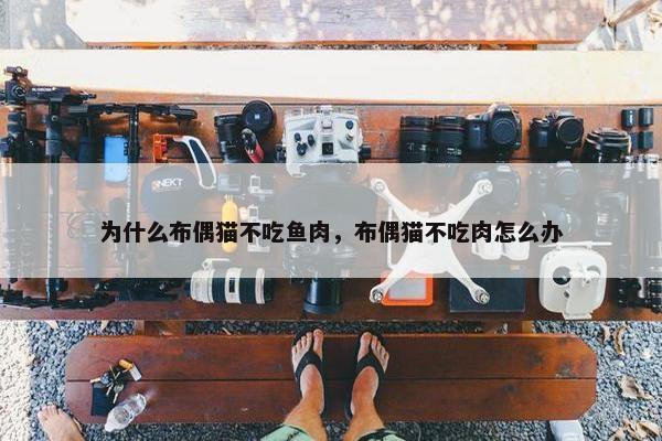 为什么布偶猫不吃鱼肉，布偶猫不吃肉怎么办