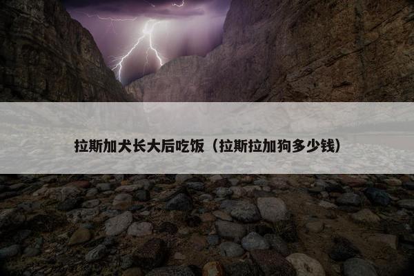拉斯加犬长大后吃饭（拉斯拉加狗多少钱）