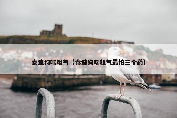 泰迪狗喘粗气（泰迪狗喘粗气最怕三个药）