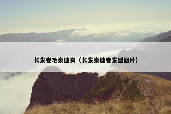 长发卷毛泰迪狗（长发泰迪卷发型图片）