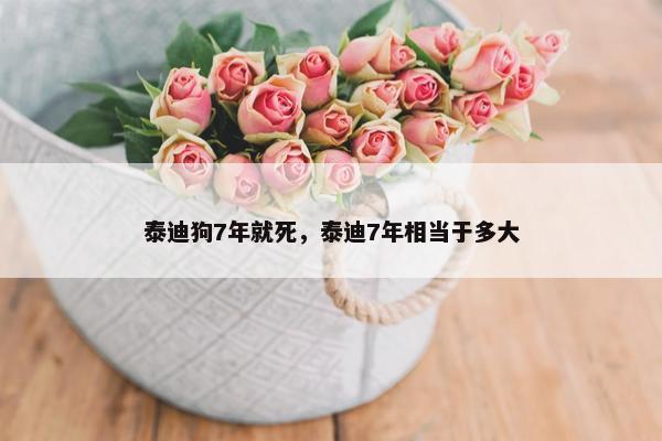 泰迪狗7年就死，泰迪7年相当于多大