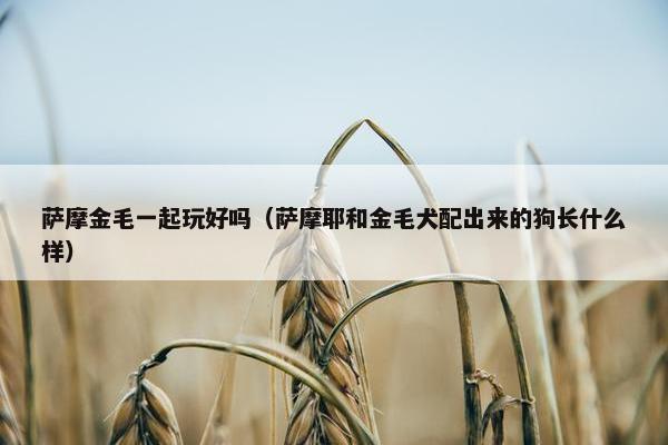 萨摩金毛一起玩好吗（萨摩耶和金毛犬配出来的狗长什么样）
