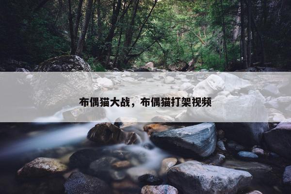 布偶猫大战，布偶猫打架视频