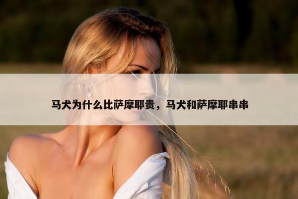 马犬为什么比萨摩耶贵，马犬和萨摩耶串串