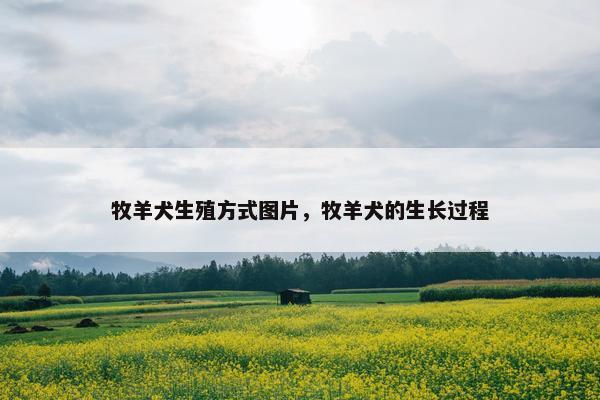 牧羊犬生殖方式图片，牧羊犬的生长过程