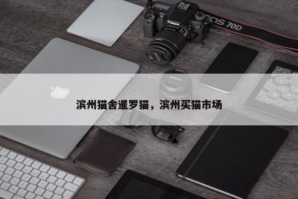 滨州猫舍暹罗猫，滨州买猫市场
