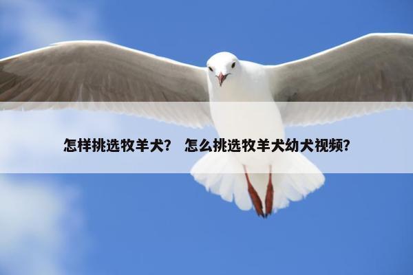 怎样挑选牧羊犬？ 怎么挑选牧羊犬幼犬视频？
