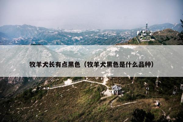 牧羊犬长有点黑色（牧羊犬黑色是什么品种）