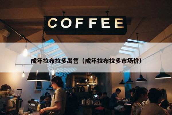 成年拉布拉多出售（成年拉布拉多市场价）
