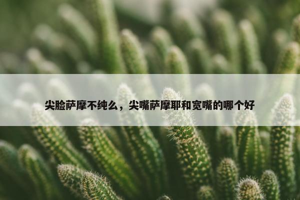 尖脸萨摩不纯么，尖嘴萨摩耶和宽嘴的哪个好