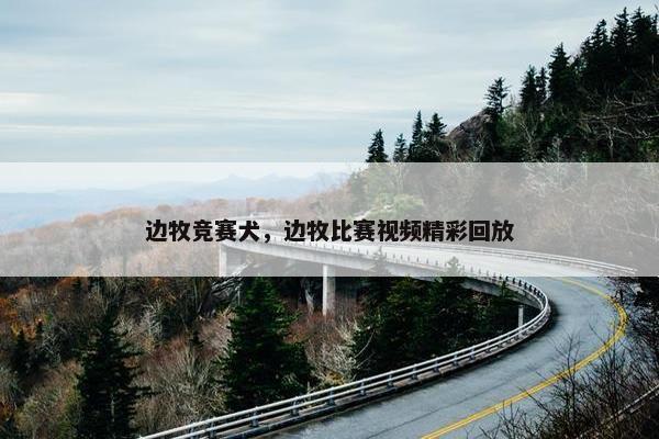 边牧竞赛犬，边牧比赛视频精彩回放