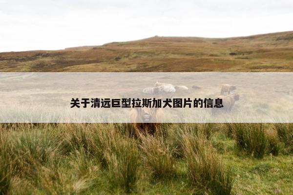 关于清远巨型拉斯加犬图片的信息