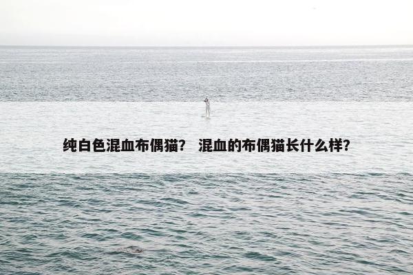 纯白色混血布偶猫？ 混血的布偶猫长什么样？