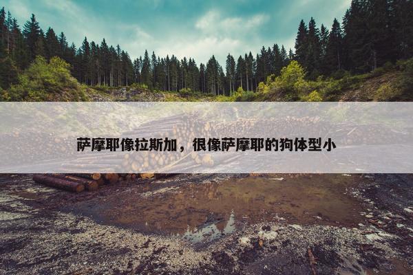 萨摩耶像拉斯加，很像萨摩耶的狗体型小