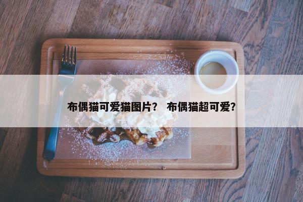 布偶猫可爱猫图片？ 布偶猫超可爱？