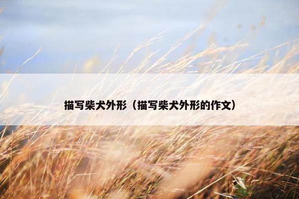 描写柴犬外形（描写柴犬外形的作文）