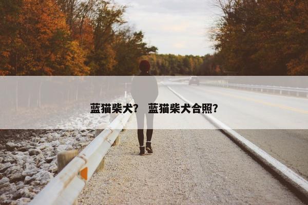 蓝猫柴犬？ 蓝猫柴犬合照？
