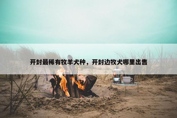 开封最稀有牧羊犬种，开封边牧犬哪里出售