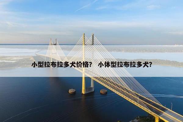 小型拉布拉多犬价格？ 小体型拉布拉多犬？