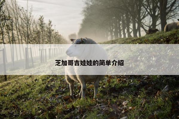 芝加哥吉娃娃的简单介绍