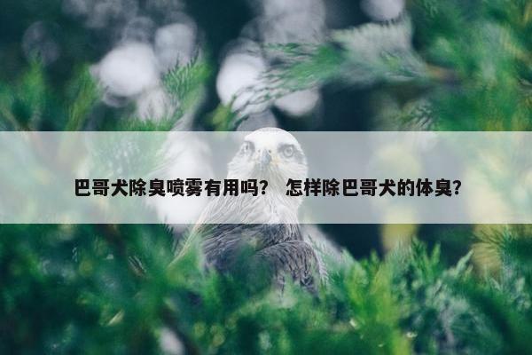 巴哥犬除臭喷雾有用吗？ 怎样除巴哥犬的体臭？