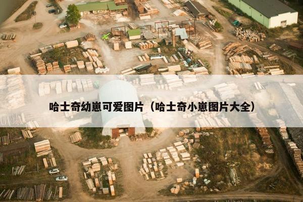 哈士奇幼崽可爱图片（哈士奇小崽图片大全）
