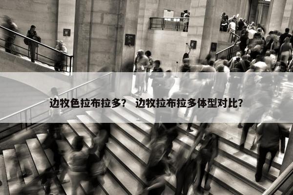边牧色拉布拉多？ 边牧拉布拉多体型对比？