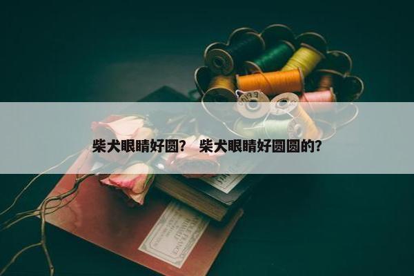 柴犬眼睛好圆？ 柴犬眼睛好圆圆的？