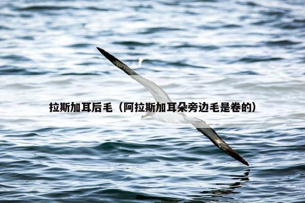 拉斯加耳后毛（阿拉斯加耳朵旁边毛是卷的）
