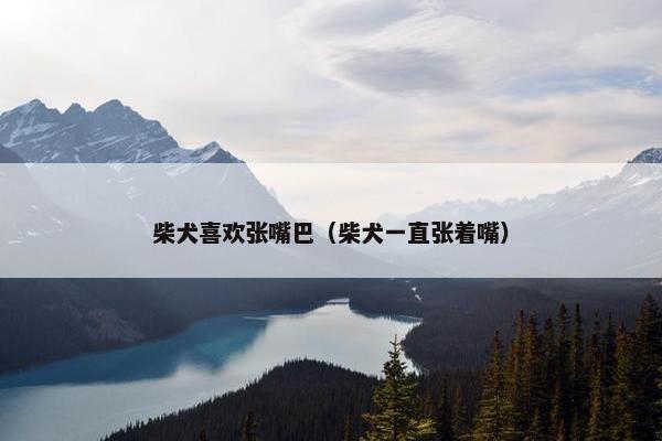 柴犬喜欢张嘴巴（柴犬一直张着嘴）