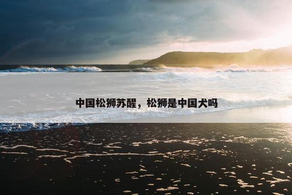 中国松狮苏醒，松狮是中国犬吗