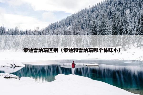 泰迪雪纳瑞区别（泰迪和雪纳瑞哪个体味小）