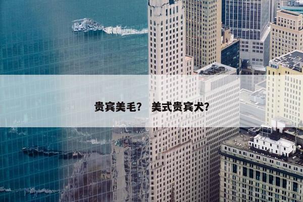 贵宾美毛？ 美式贵宾犬？