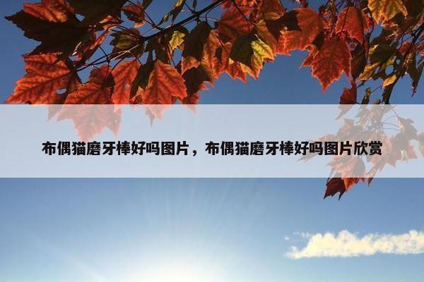 布偶猫磨牙棒好吗图片，布偶猫磨牙棒好吗图片欣赏