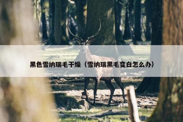 黑色雪纳瑞毛干燥（雪纳瑞黑毛变白怎么办）