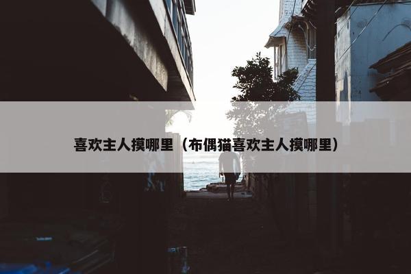 喜欢主人摸哪里（布偶猫喜欢主人摸哪里）