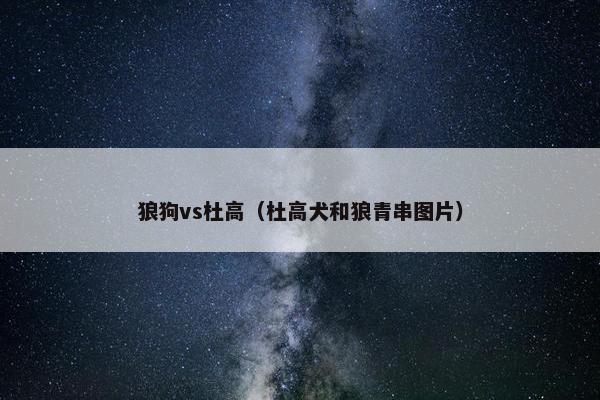 狼狗vs杜高（杜高犬和狼青串图片）