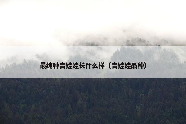 最纯种吉娃娃长什么样（吉娃娃品种）