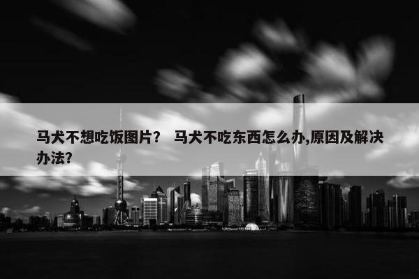 马犬不想吃饭图片？ 马犬不吃东西怎么办,原因及解决办法？