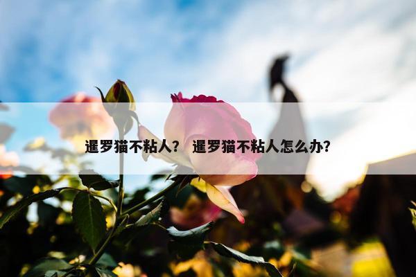暹罗猫不粘人？ 暹罗猫不粘人怎么办？