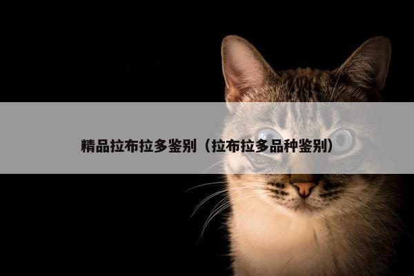 精品拉布拉多鉴别（拉布拉多品种鉴别）