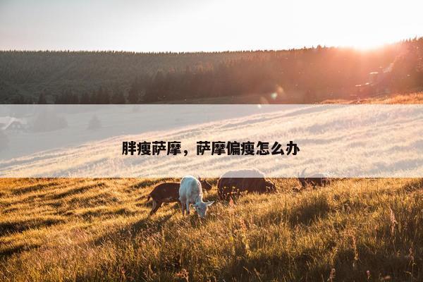 胖瘦萨摩，萨摩偏瘦怎么办