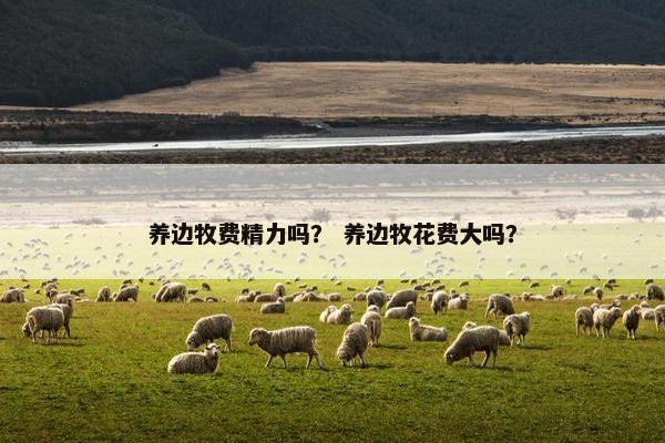 养边牧费精力吗？ 养边牧花费大吗？