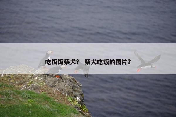 吃饭饭柴犬？ 柴犬吃饭的图片？