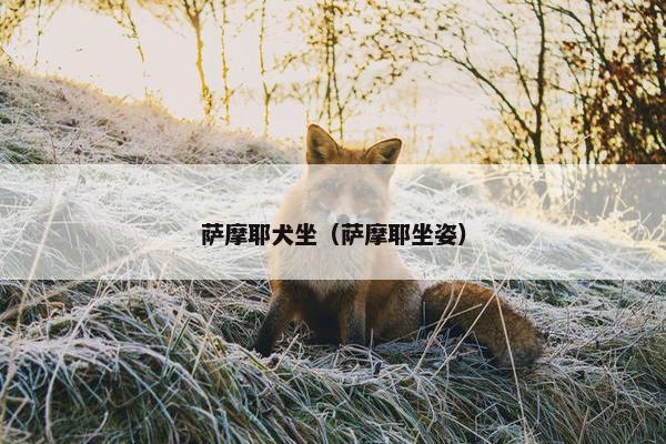 萨摩耶犬坐（萨摩耶坐姿）
