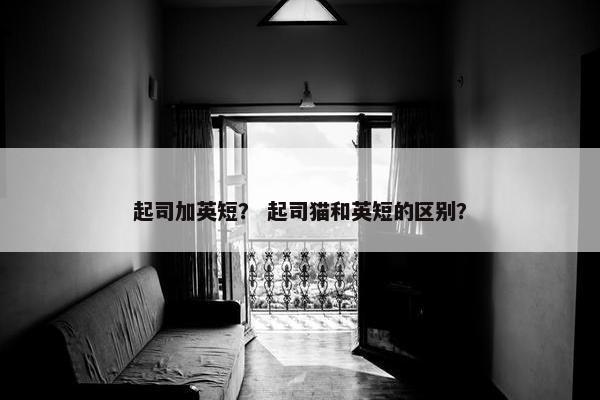 起司加英短？ 起司猫和英短的区别？