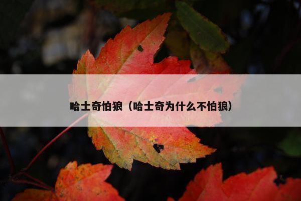 哈士奇怕狼（哈士奇为什么不怕狼）