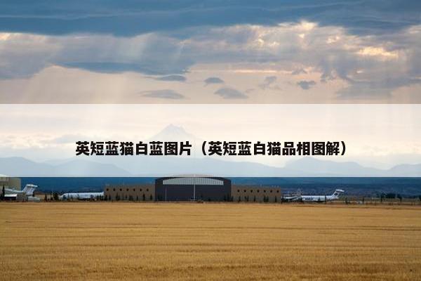 英短蓝猫白蓝图片（英短蓝白猫品相图解）