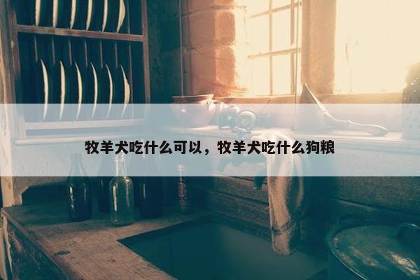 牧羊犬吃什么可以，牧羊犬吃什么狗粮