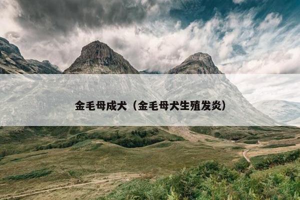 金毛母成犬（金毛母犬生殖发炎）